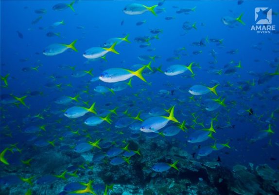 dense reef fish schools in Komodo National Park