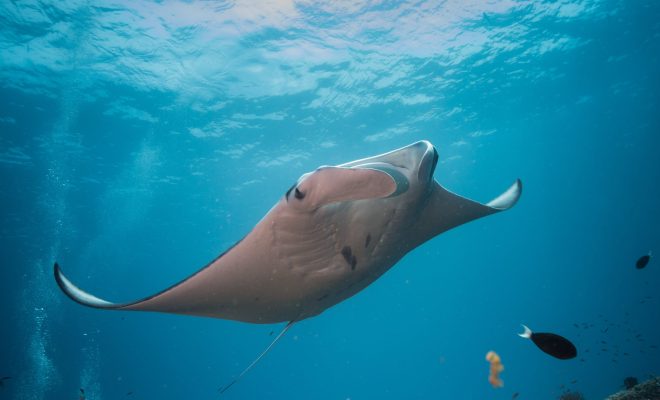 Reef manta ray at Manta Point during Labuan Bajo diving September trip