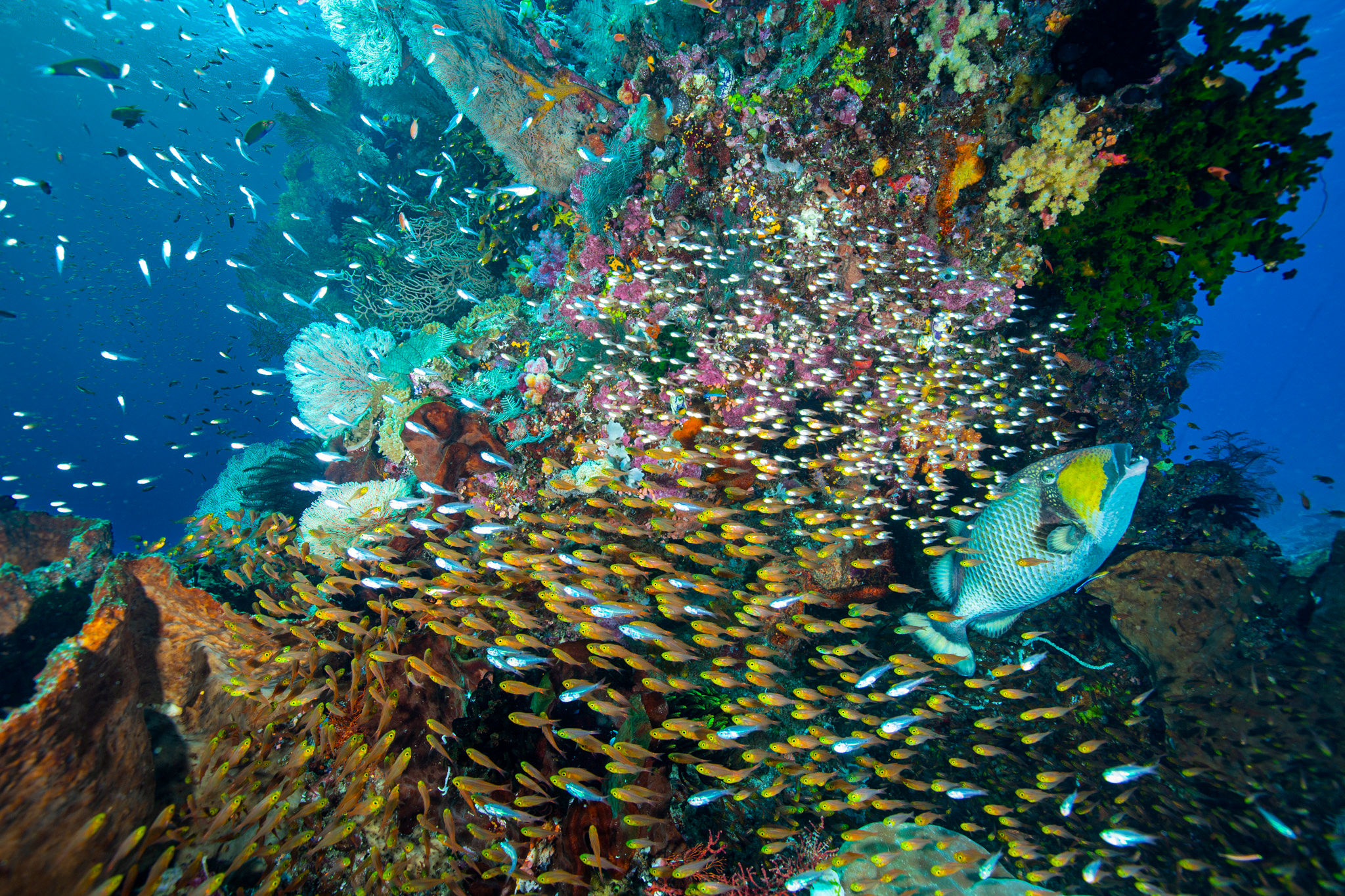 detailed coral reef structure in Komodo