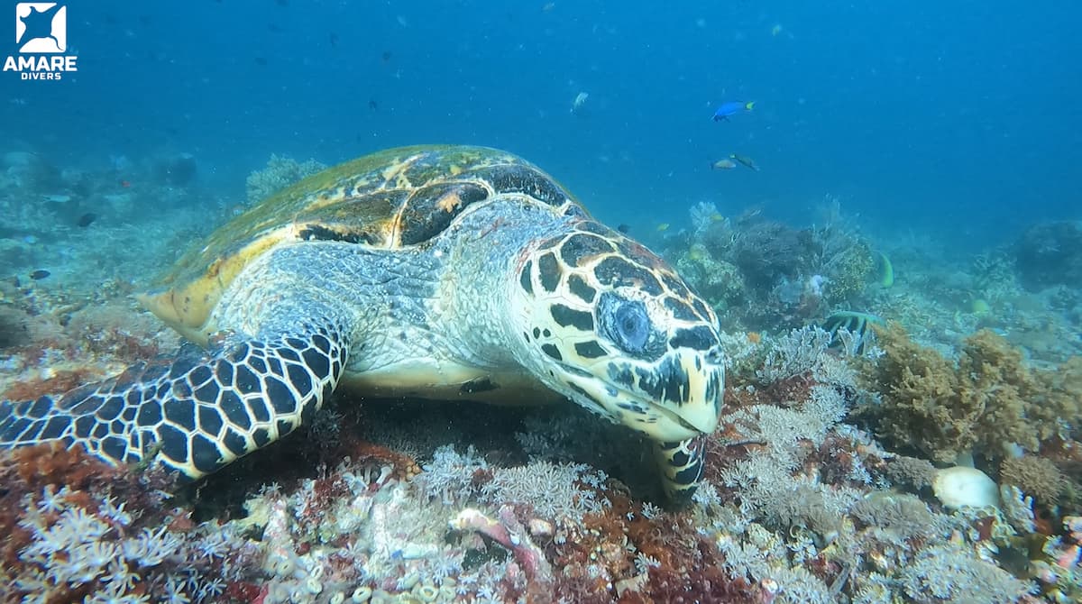 Green sea turtle swimming over a calm reef in Siaba Besar, a beginner dive site in Komodo