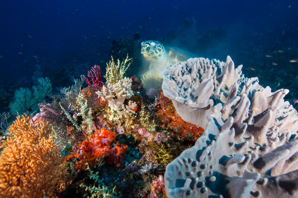 Sea turtle swimming over coral reef in Siaba Komodo