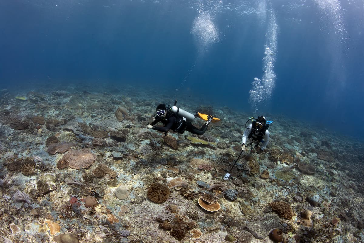 Diver swimming over healthy coral reef in Komodo National Park