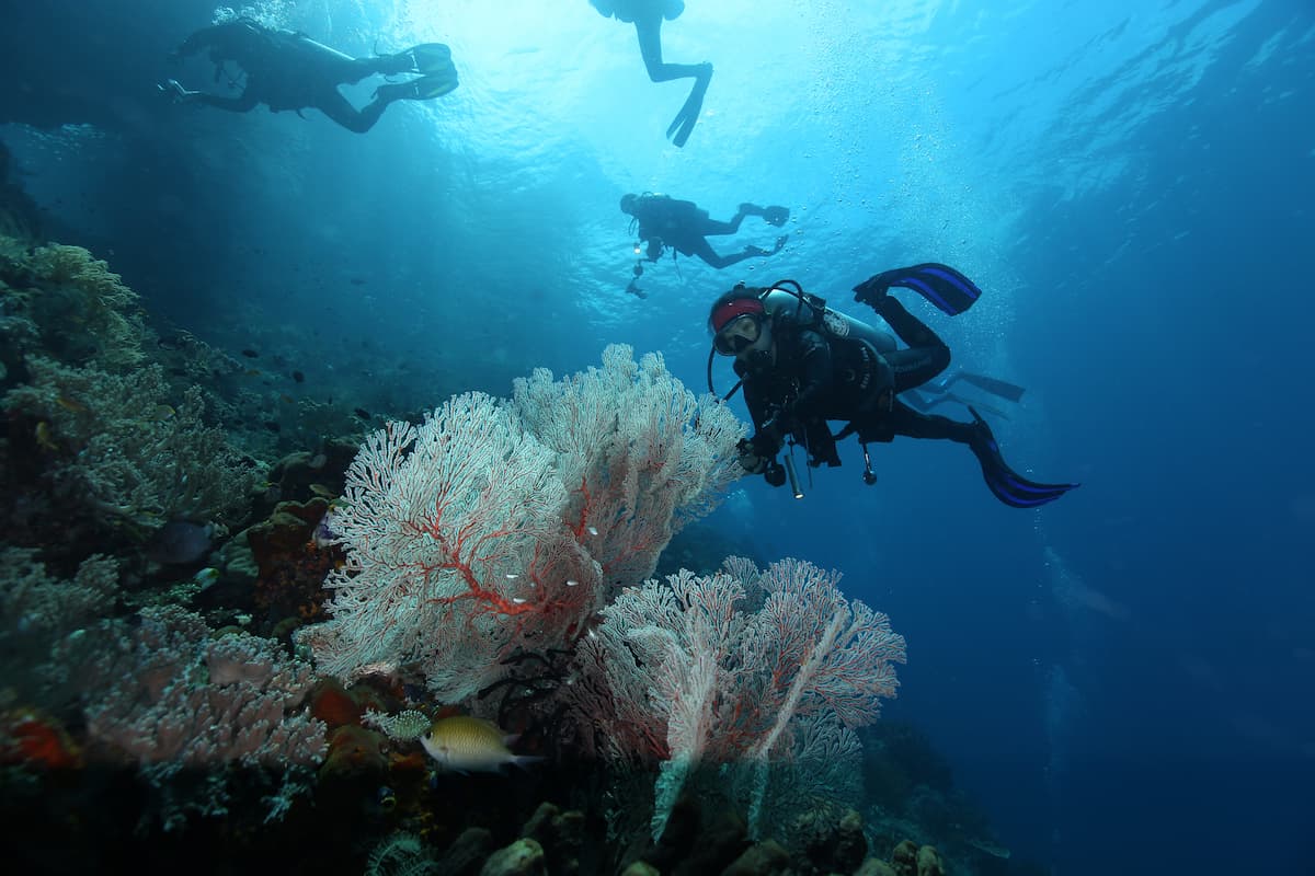 Batu Bolong dive site in Komodo with dense fish schools and coral reef