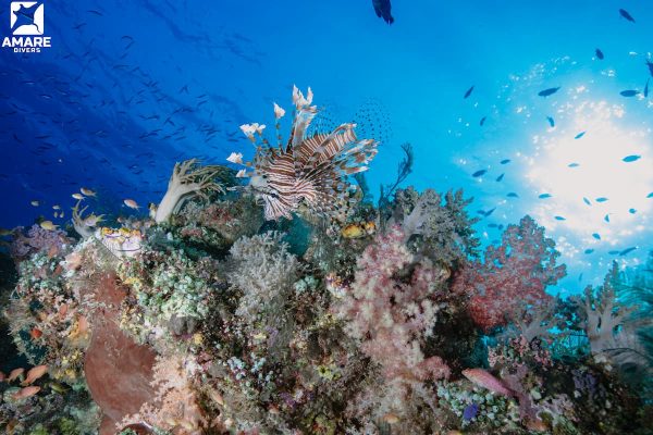Marine life thriving in nutrient-rich currents in Komodo