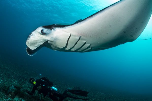 manta ray gliding over sandy bottom at Manta Point in Komodo National Park