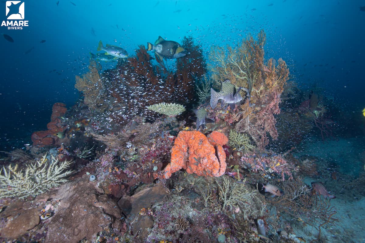 Healthy coral reef inside Komodo National Park with a diver exploring vibrant marine life in clear tropical water.