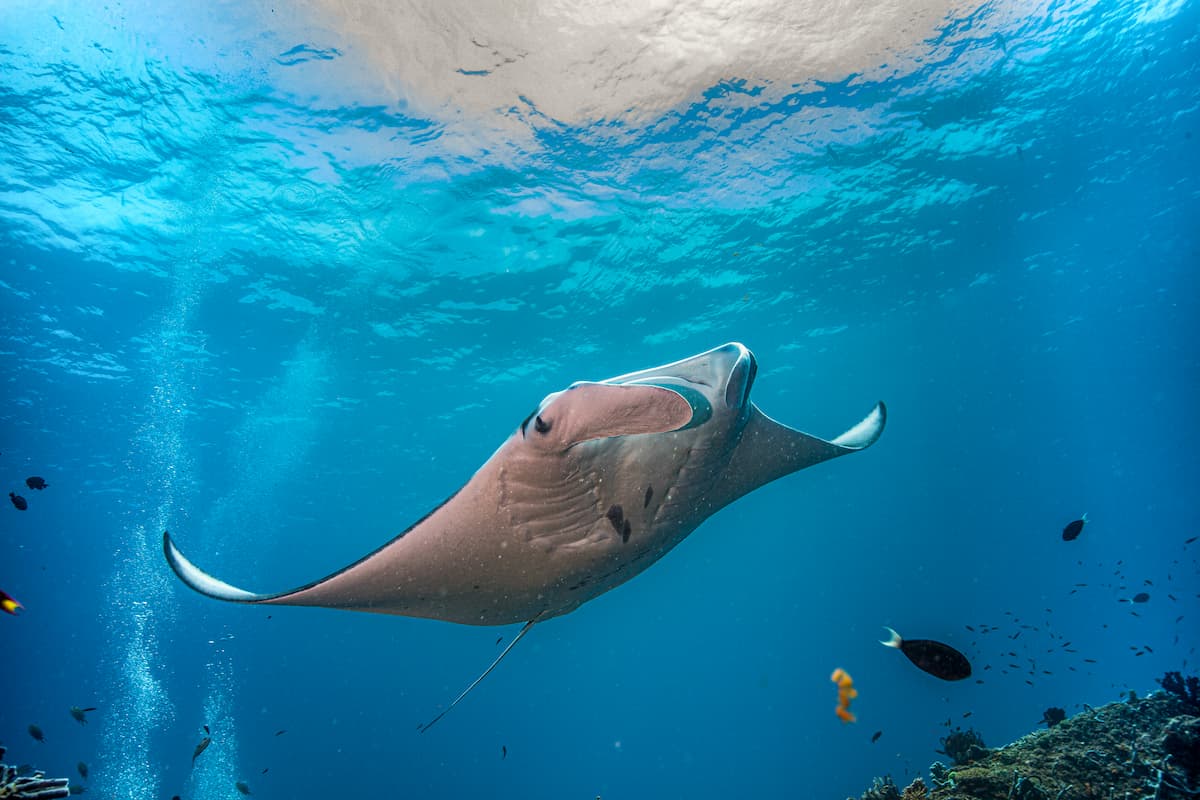 Manta ray swimming in Komodo