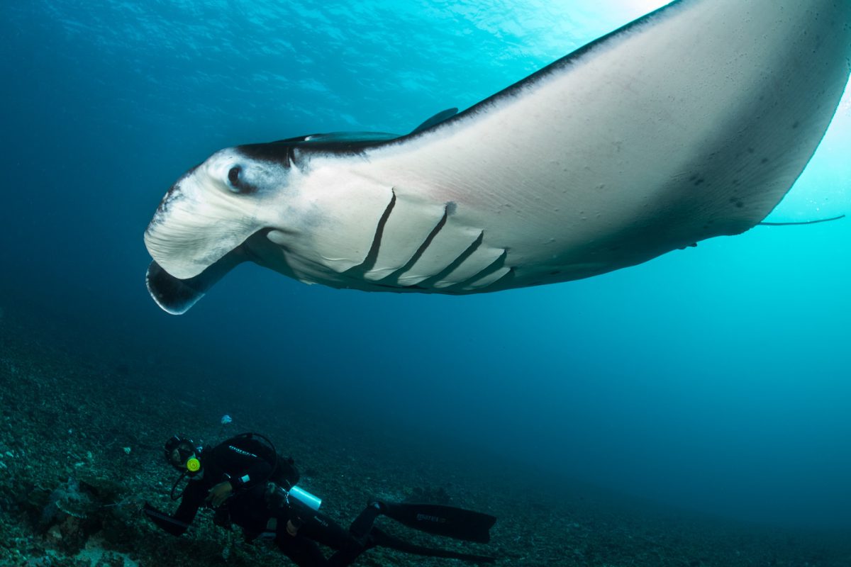 Manta ray swimming close to diver in Komodo