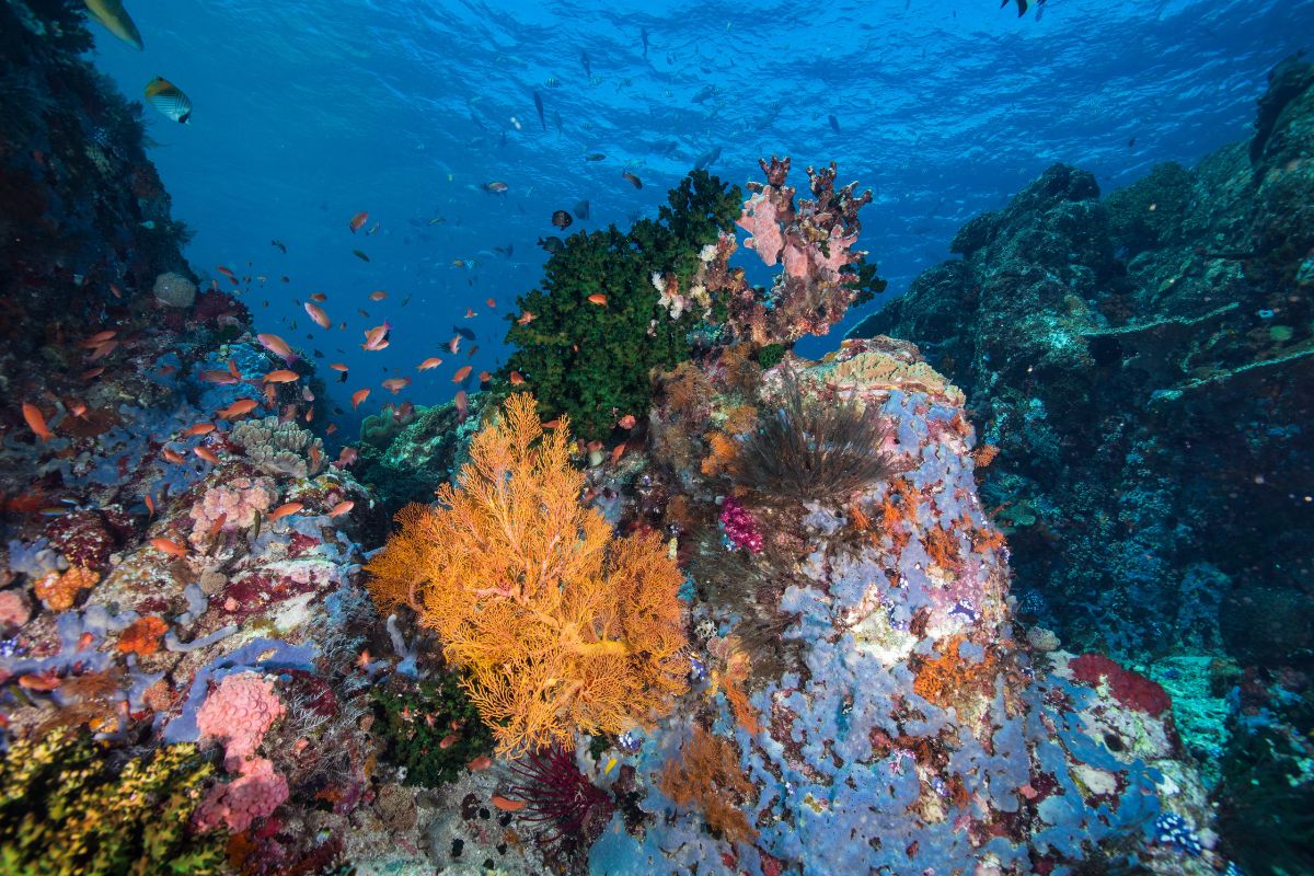 healthy coral reef in komodo with dense fish life.