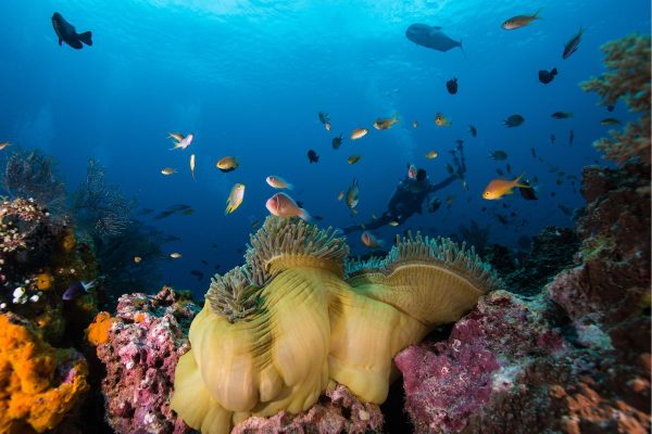 Vibrant soft coral and schooling fish under Q4 Komodo dive conditions