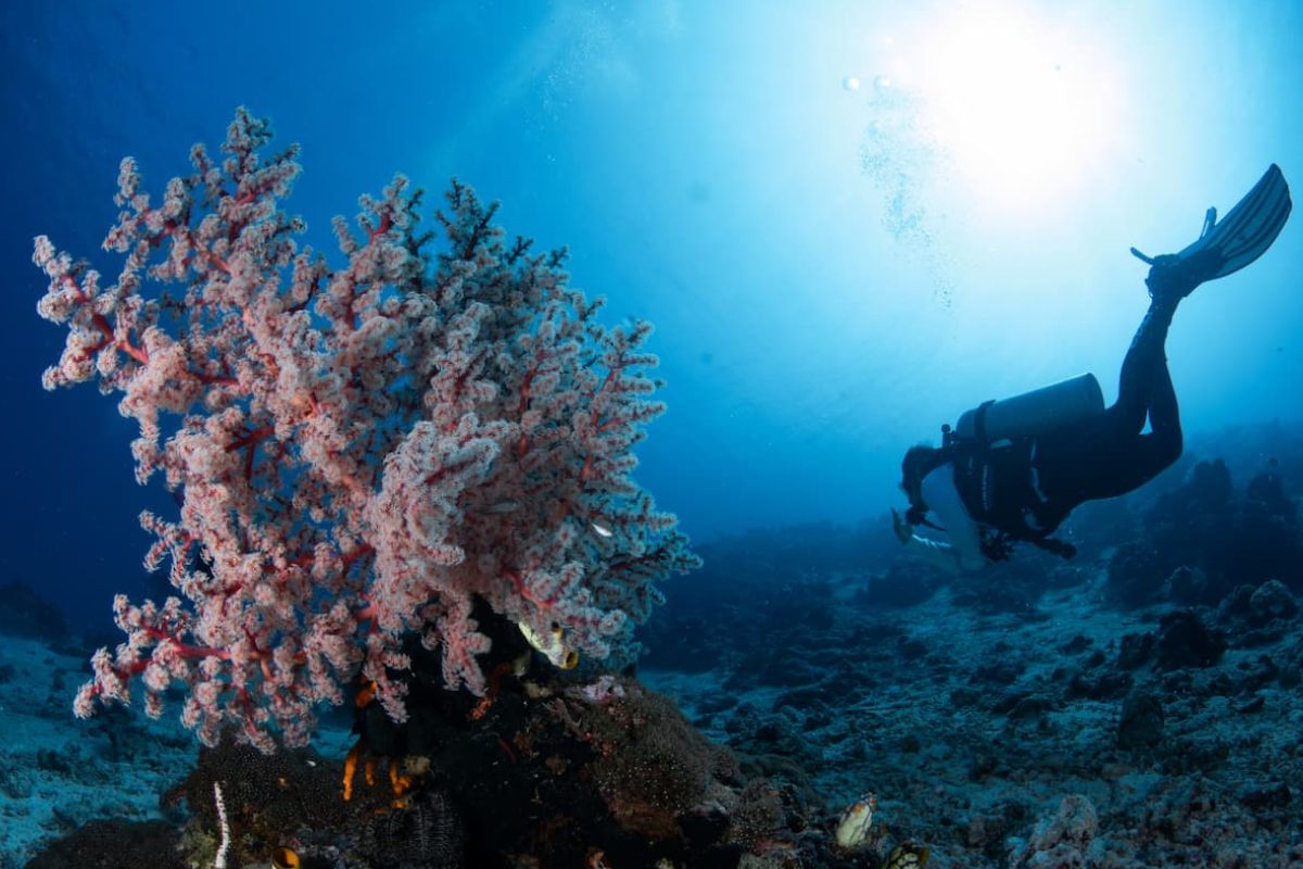 Diver maintaining distance from coral reef