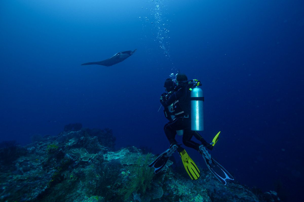 Wide angle view of manta ray swimming in Komodo National Park
