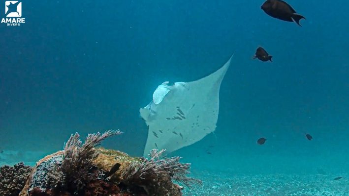 Manta ray circling above reef at cleaning station in Komodo