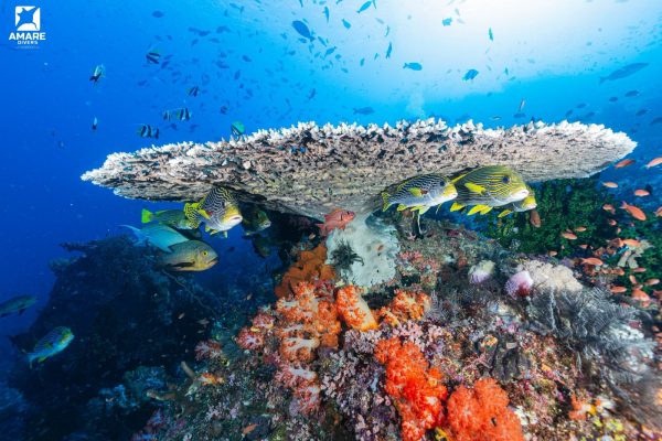 Vibrant coral reef and schooling fish during Komodo dive season in September