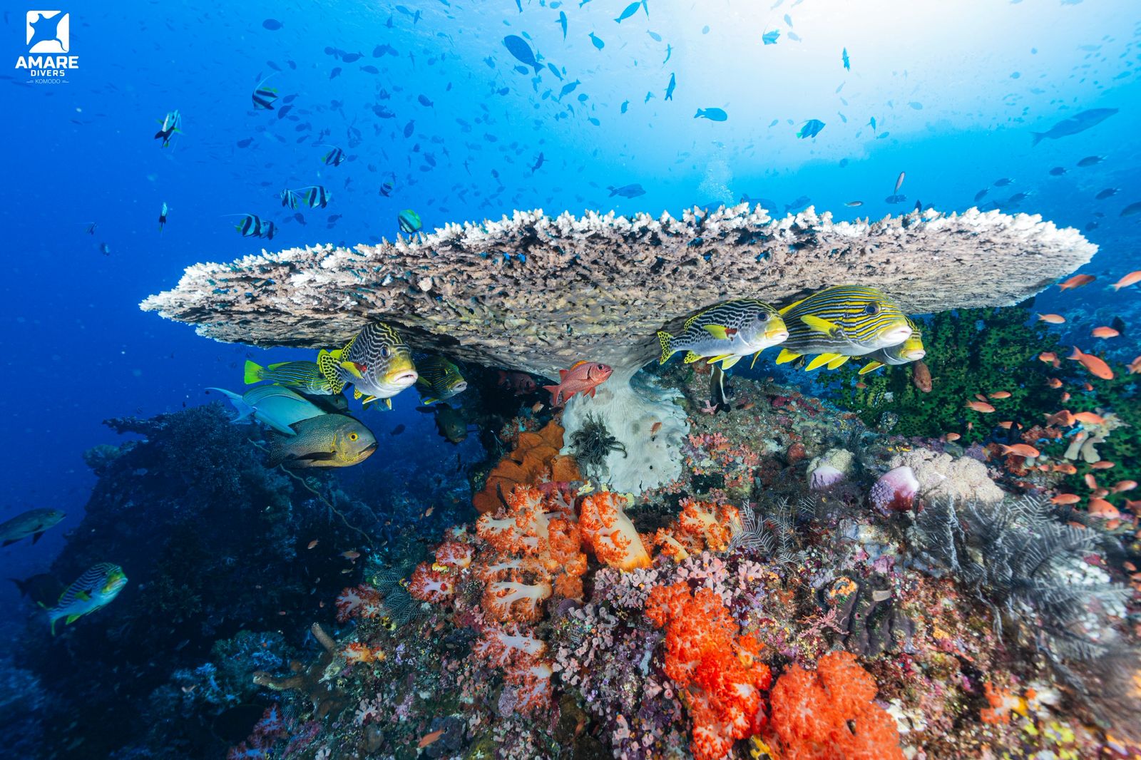 School fish at Crystal Rock Komodo