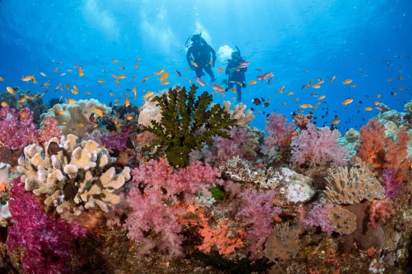 Scuba divers encountering sea turtles in Komodo during a reef dive