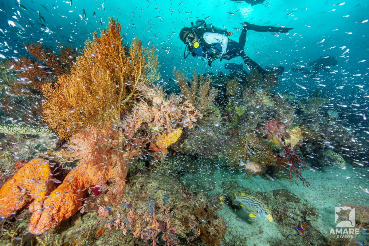 diver-and-bommie-1