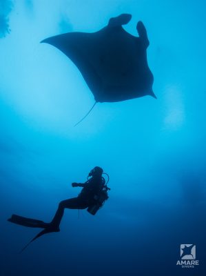 Reef manta ray (Mobula alfredi) at Manta Point cleaning station, Rinca Island, Komodo National Park, Indonesia