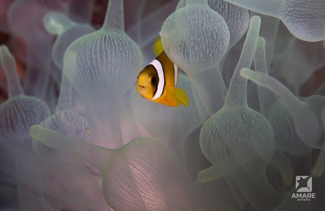 fish-clarks-anemonefish