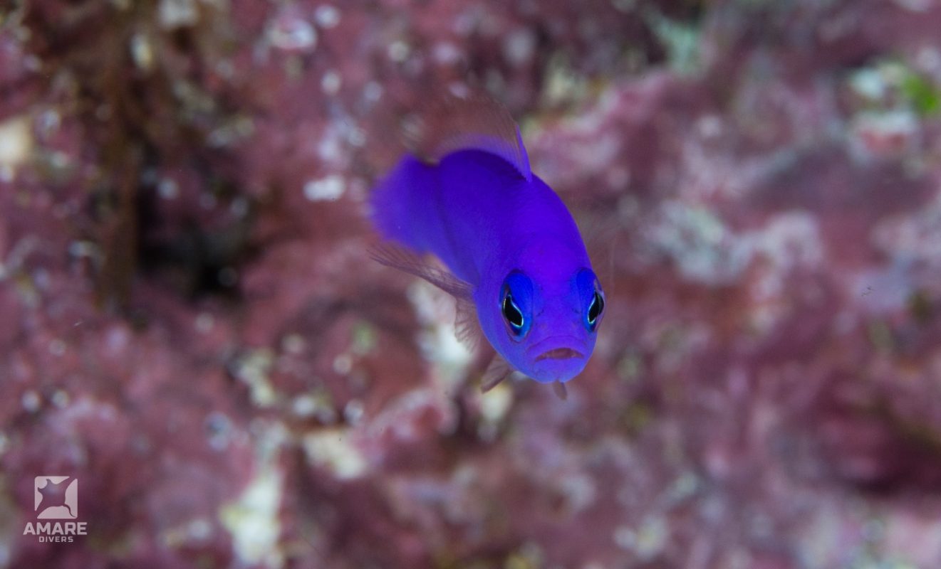 fish-magenta-dottyback