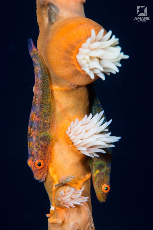 fish-whip-coral-goby