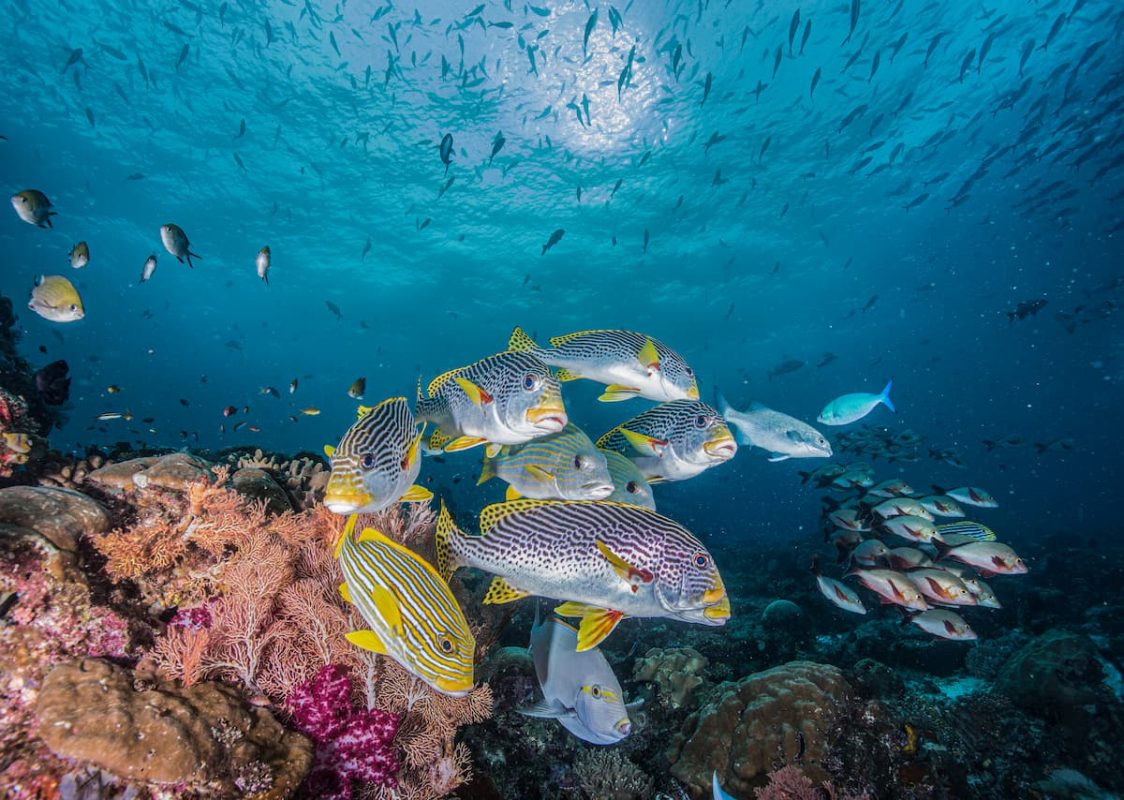 komodo-castle-rock-fish-sweetlips.jpg