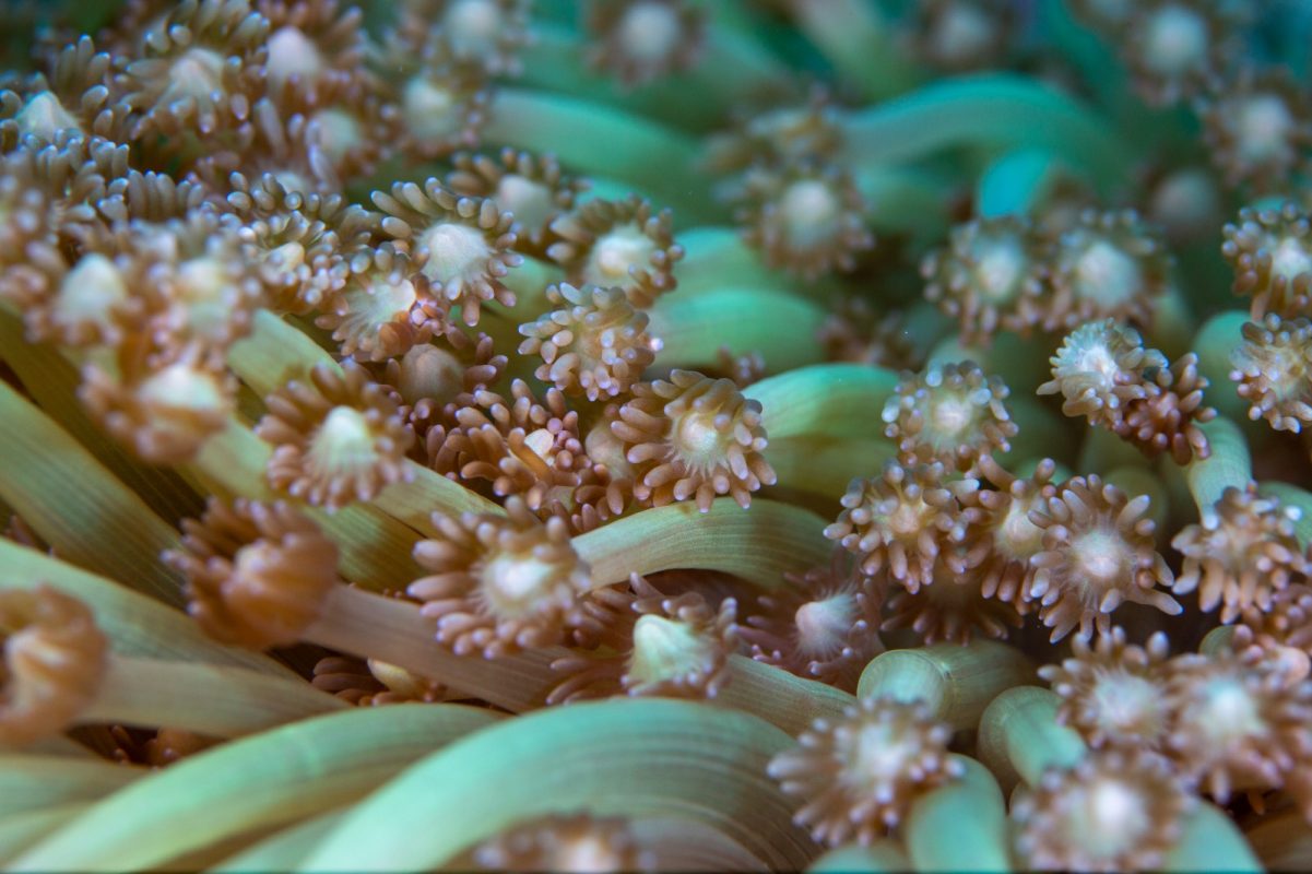 komodo-coral-goniopora
