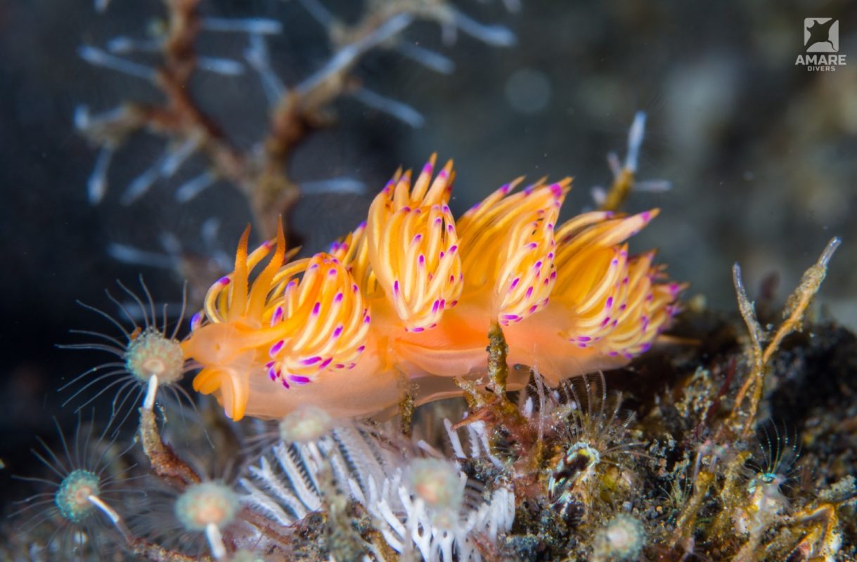 nudibranch-trinchesia-sibogae