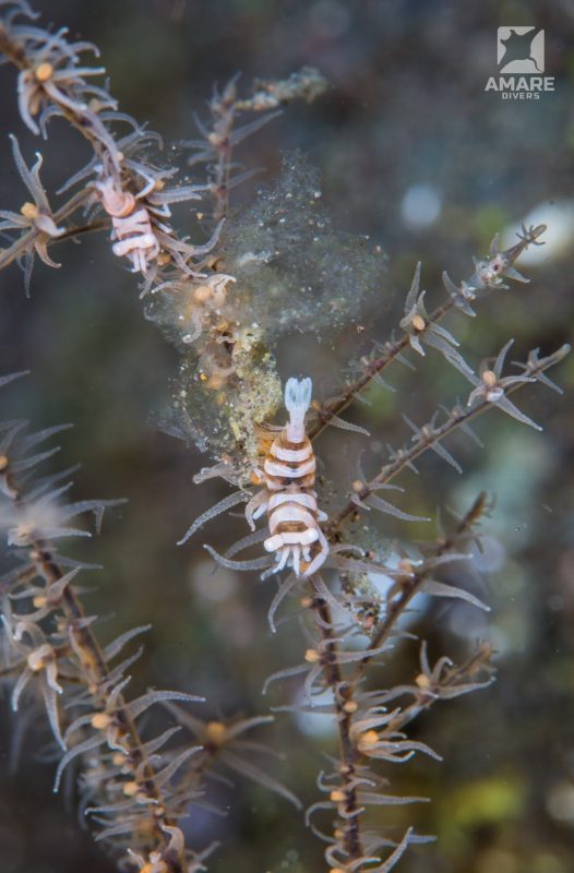 shrimp-zanzibar-whip-cotal